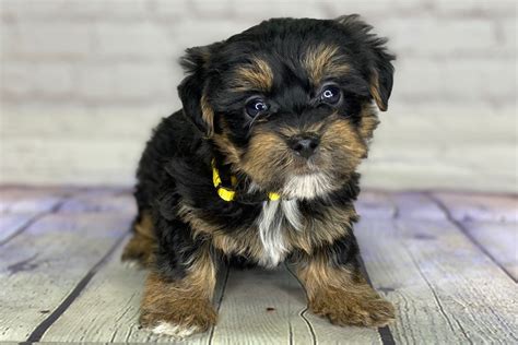 Beautiful Yorkie Poodle puppies ready for new families. . Yorkie poo for sale austin